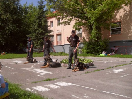 Ako psíkovia ukázali svoju poslušnosť a odvahu